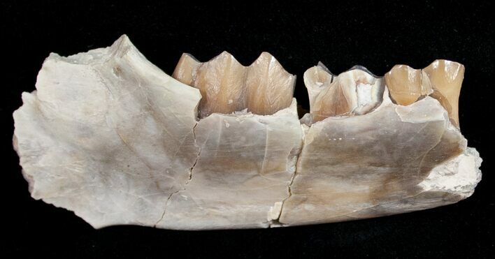 Oligocene Camel (Poebrotherium) Jaw Section #10541